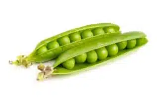 Mr.Big Peas (Treated Seed)