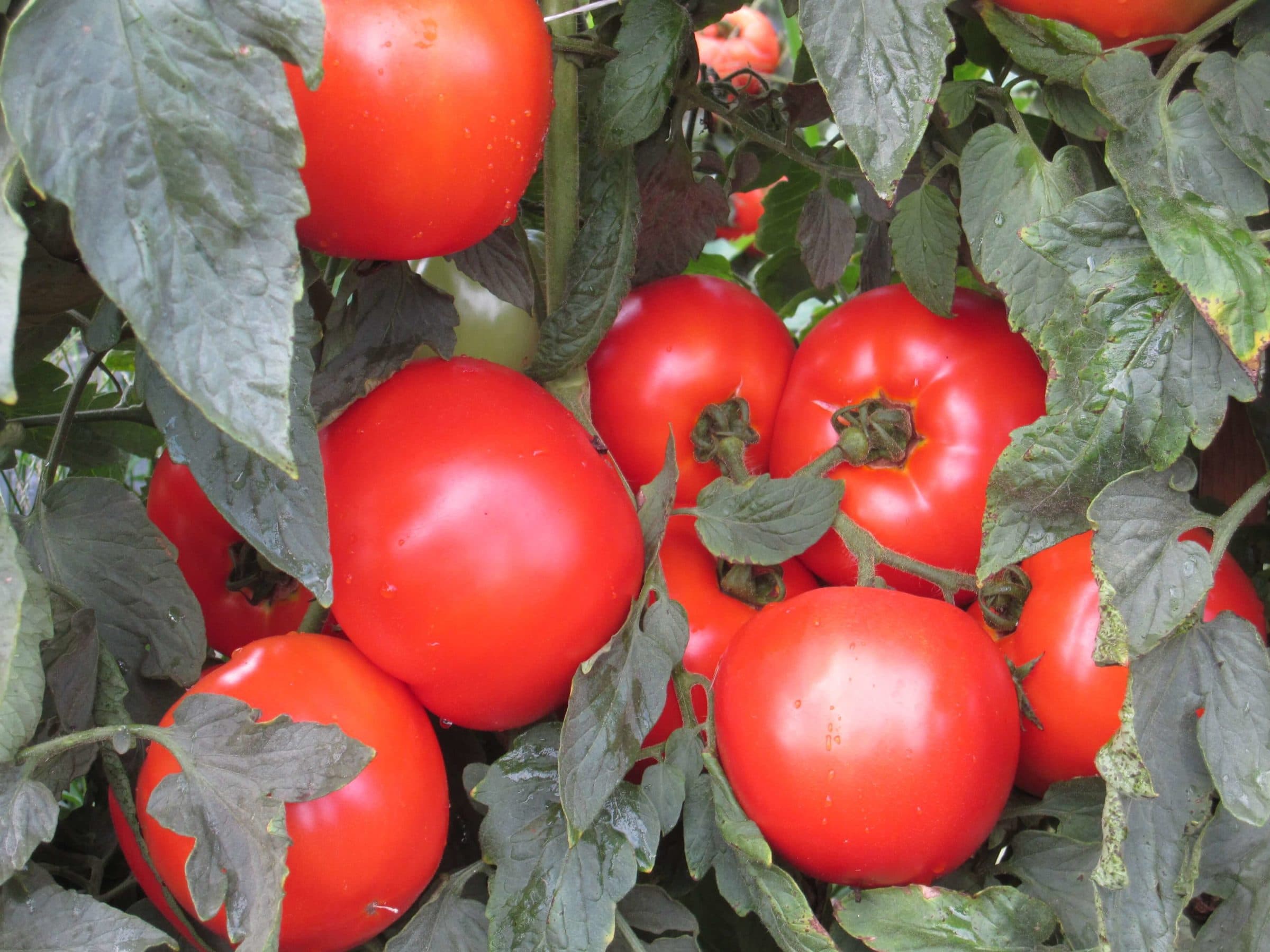 Mountain Merit Tomato (Not Treated) - Image 2