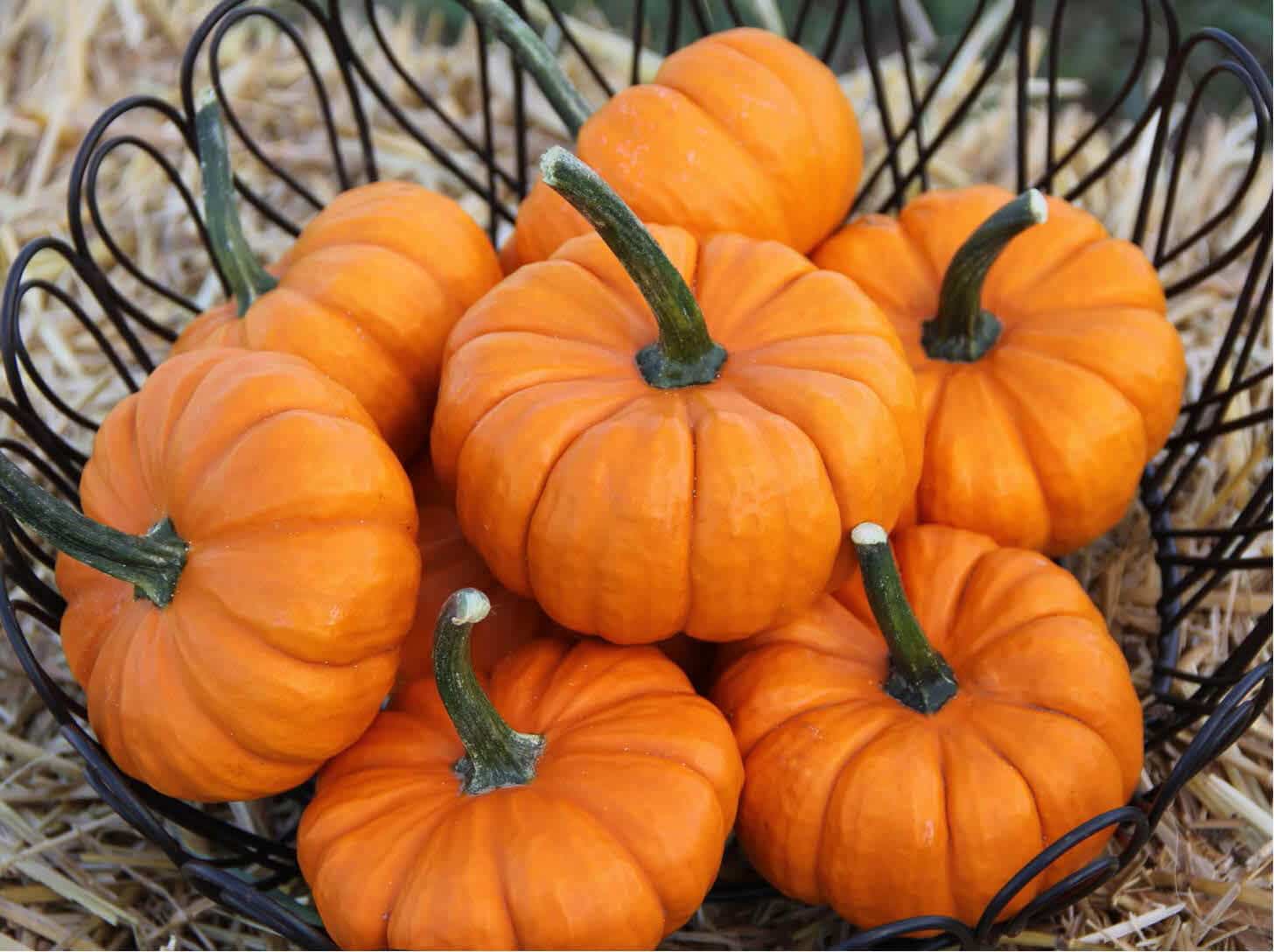 Munchkin Pumpkin (Farmore 400 Seed)
