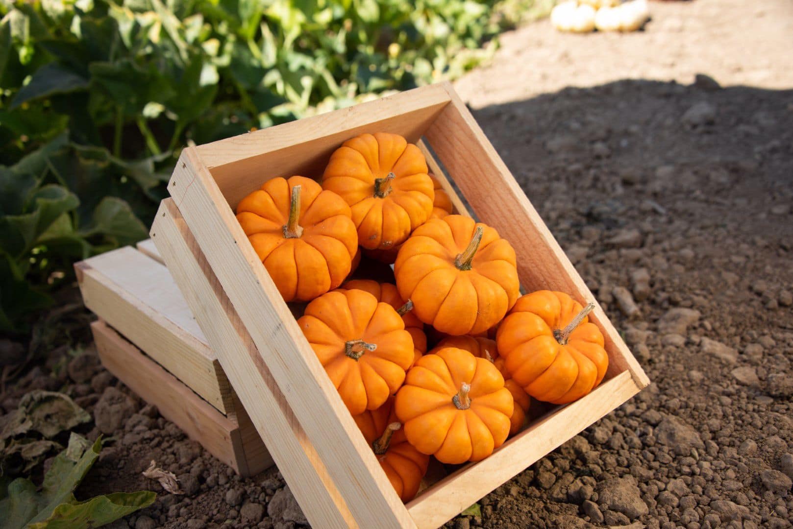 Munchkin Pumpkin (Farmore 400 Seed) - Image 2