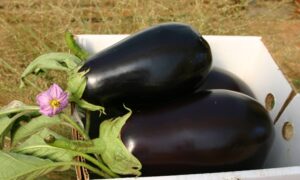 Nadia Eggplant (Not Treated)