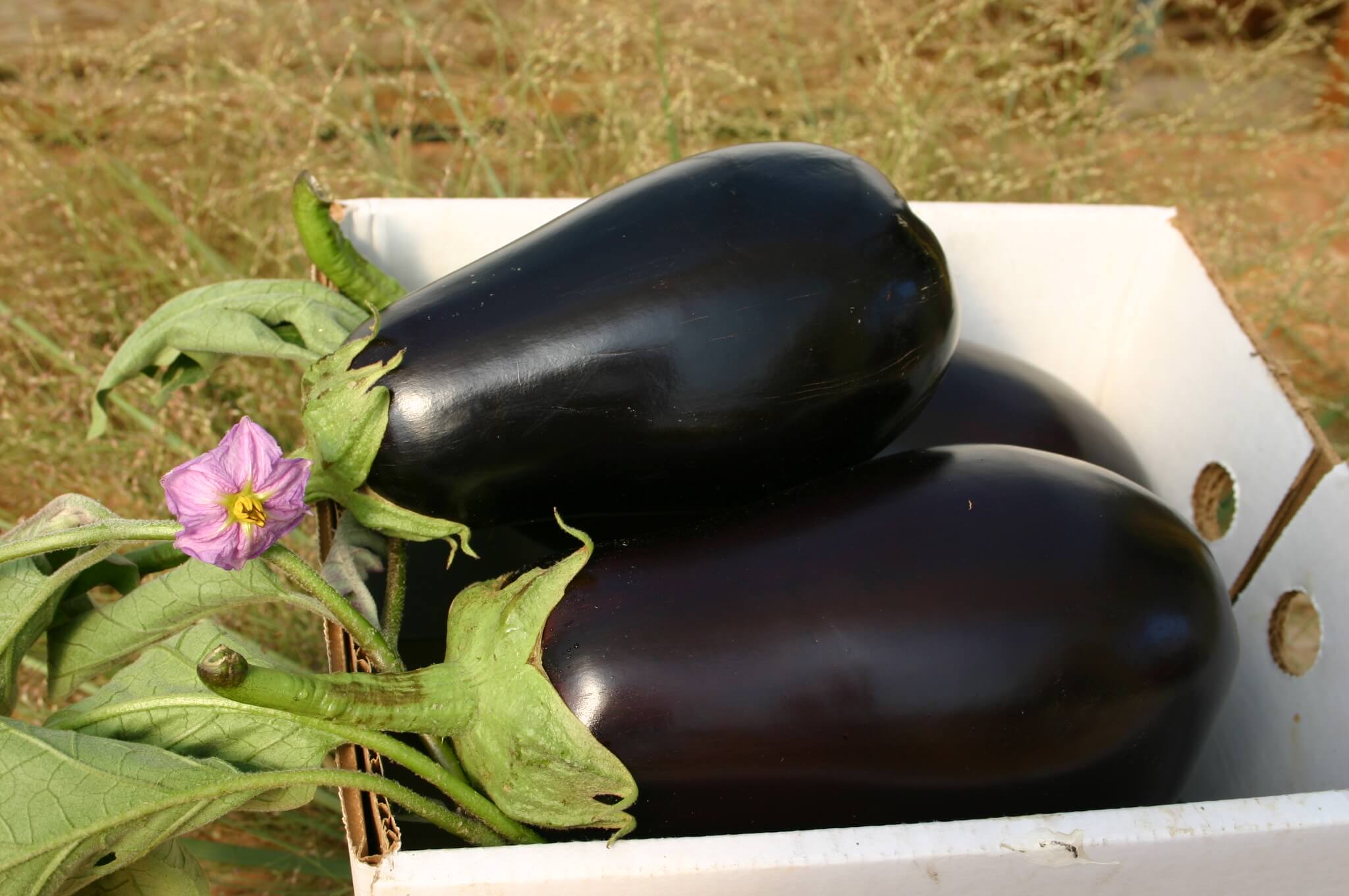 Nadia Eggplant (Not Treated)