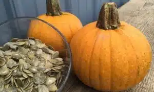 Naked Bear Pumpkin (Treated Seed)