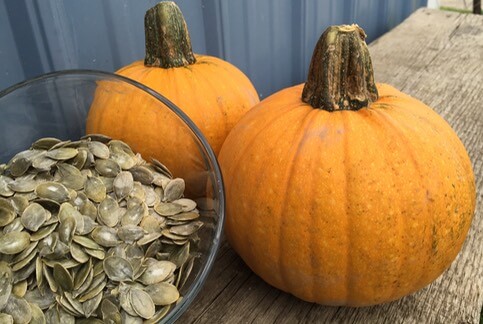 Naked Bear Pumpkin (Treated Seed)