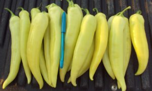 Natasha Sweet Banana Pepper (Not Treated)