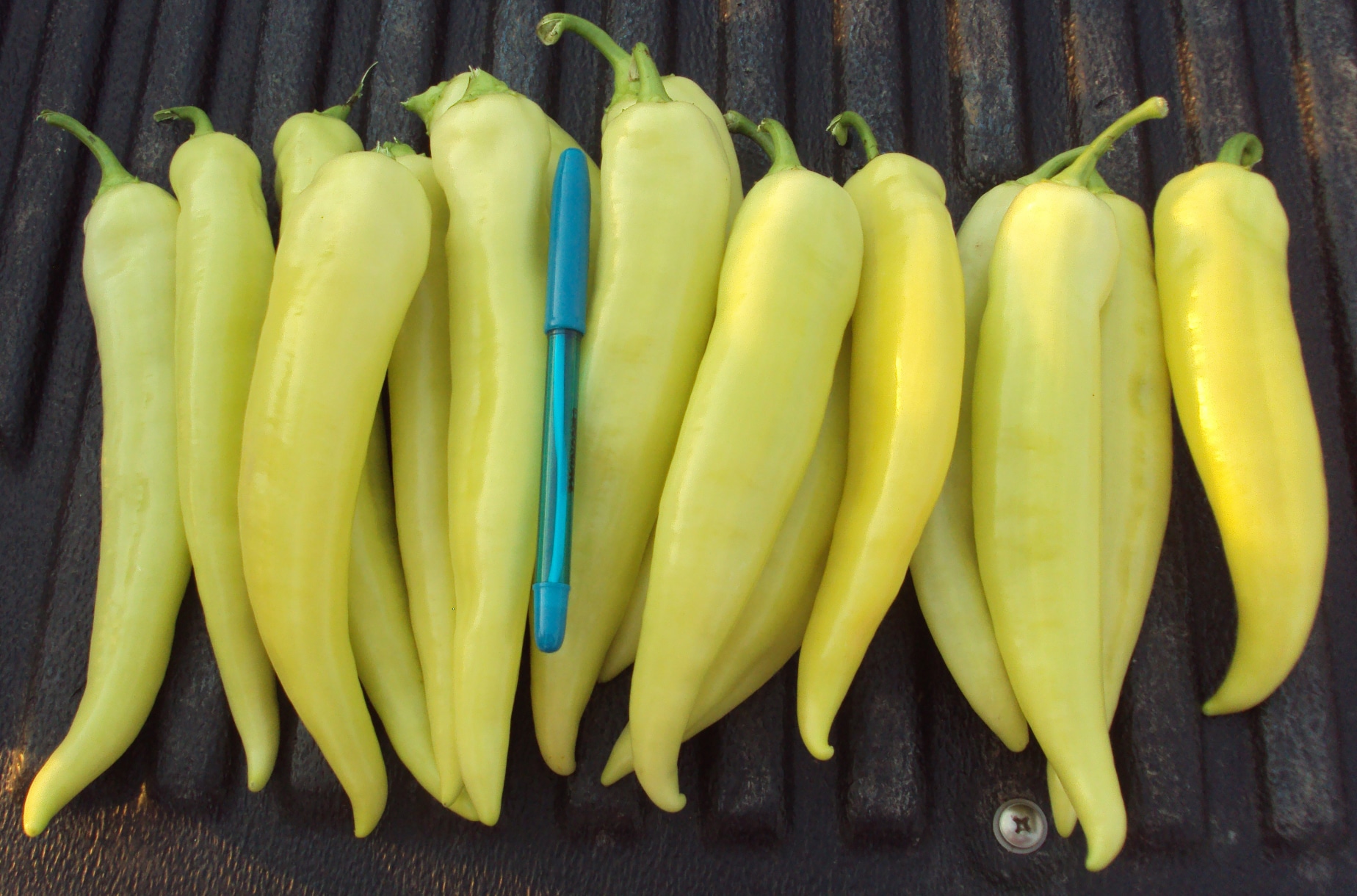 Natasha Sweet Banana Pepper (Treated Seed)