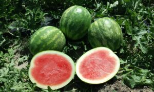 Neptune Watermelon (Primed)