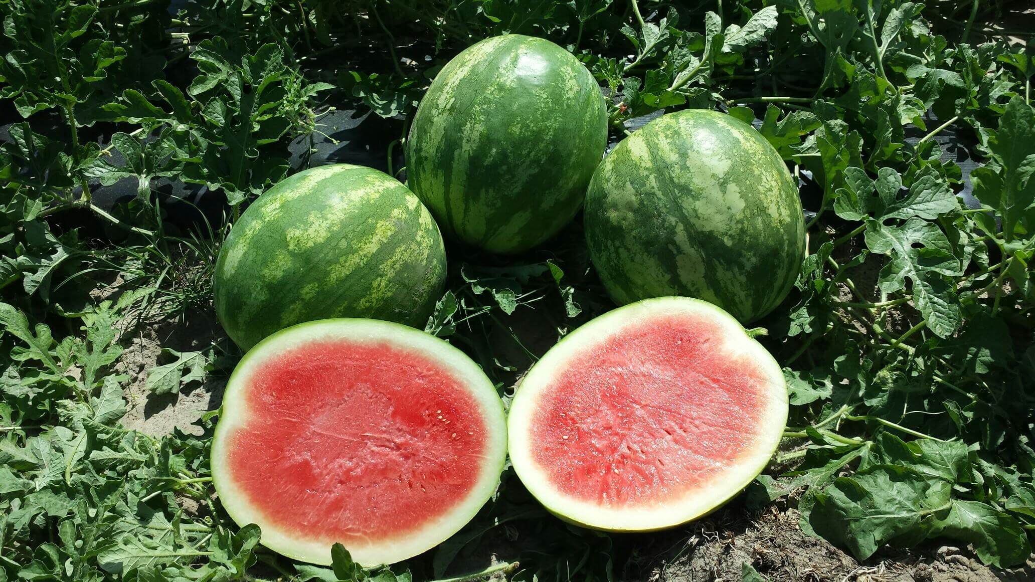 Neptune Watermelon (Primed)