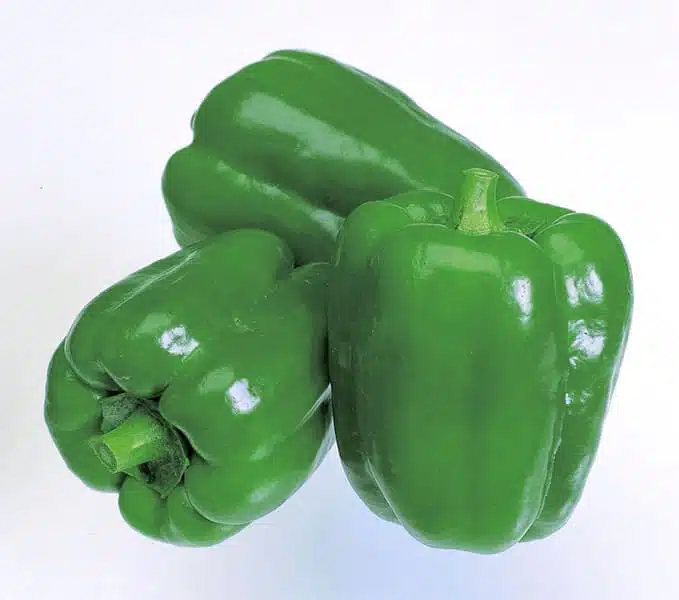 New Ace Bell Pepper (Not treated Seed)