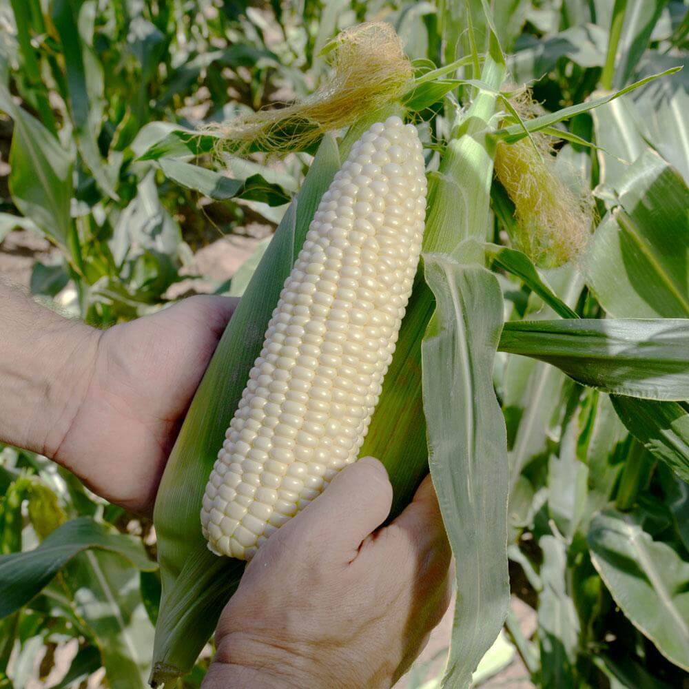 Nicole Sweet Corn (Cruiser Treated)