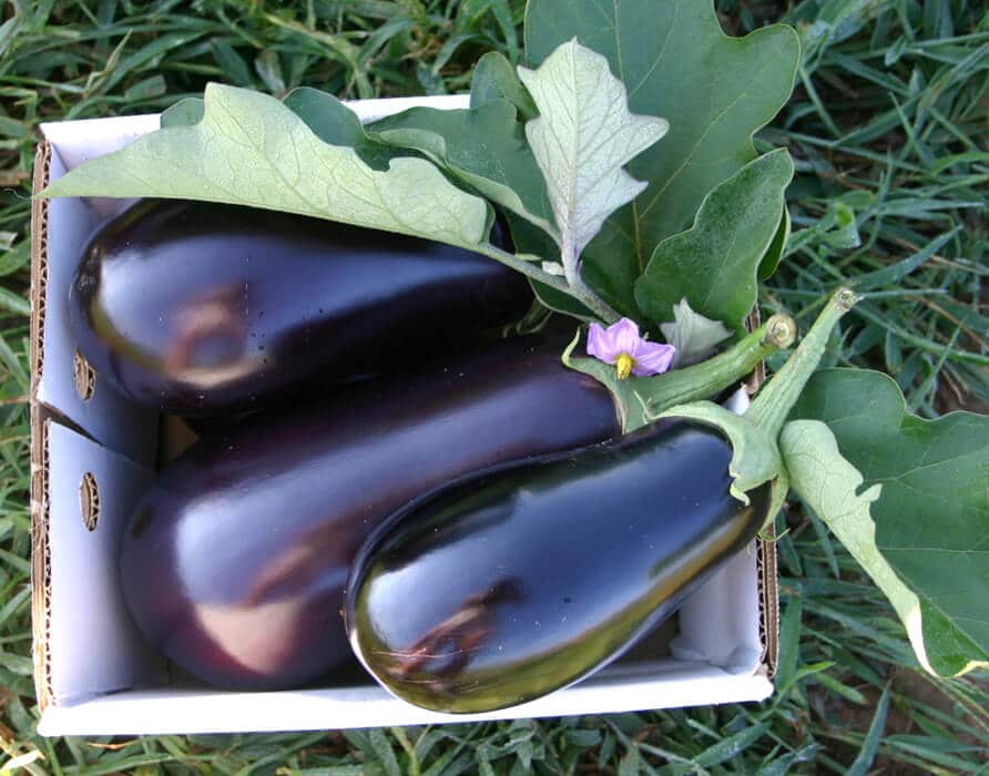 Night Shadow Eggplant (Not Treated)