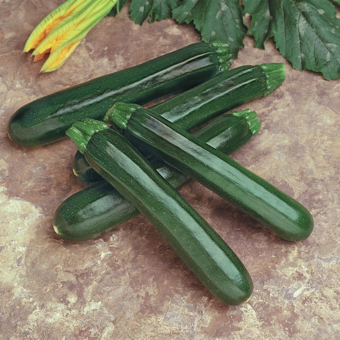 Noche Zucchini (Farmore)