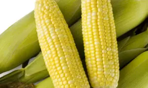 Obsession II Sweet Corn (Performance Series) (Cruiser Treated)