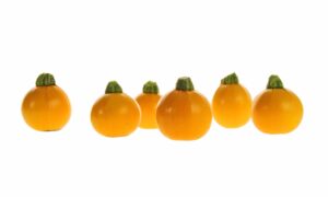 One Ball Squash (Treated Seed)
