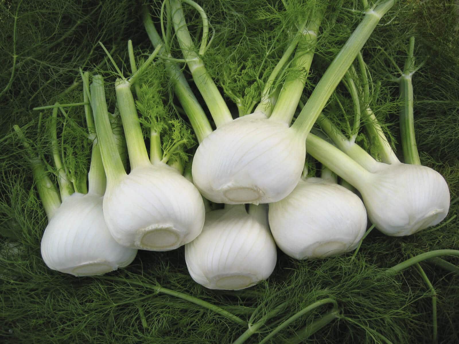 Fennel Orion (Organic)