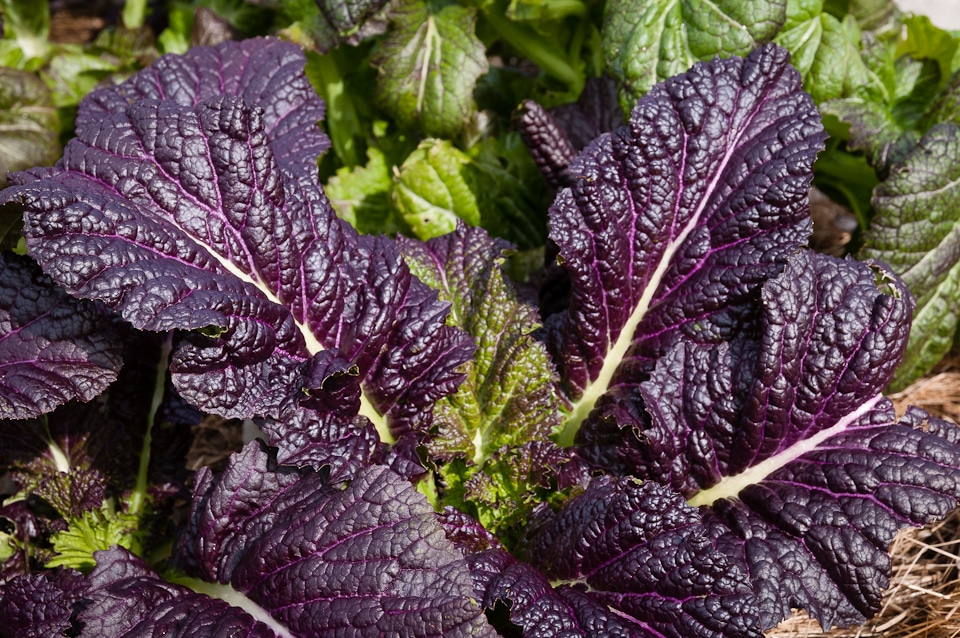 Osaka Purple Mustard (Not Treated)