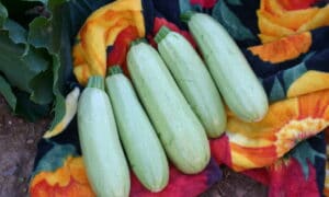 Profit Squash (Treated Seed)