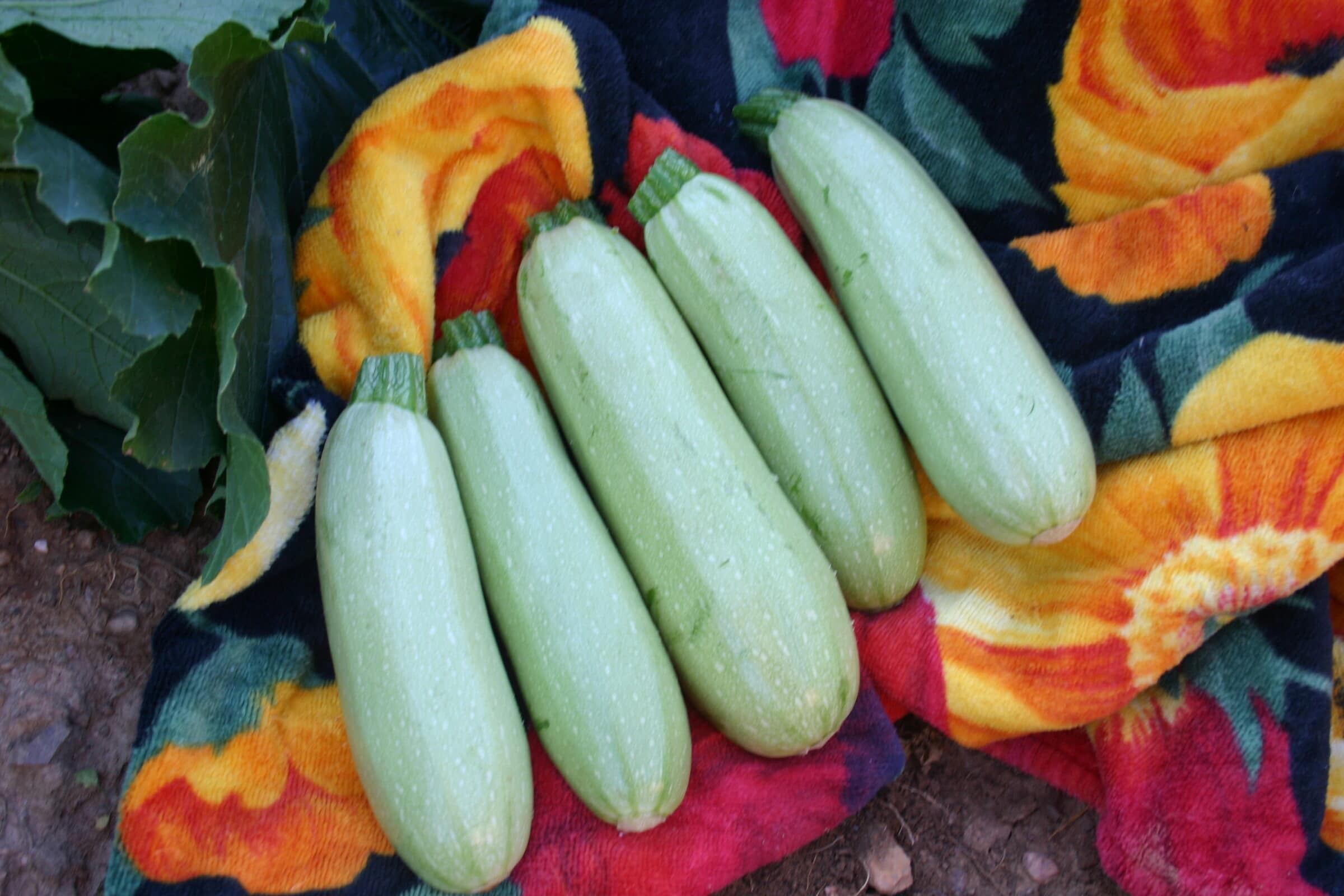 Profit Squash (Treated Seed)