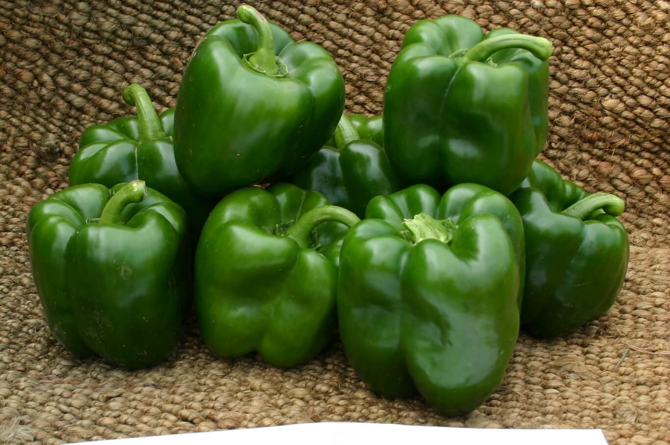 PS 0994-1819 Bell Pepper (Pelleted)