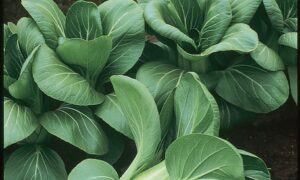 Mei Qing Choi (Pak Choi) (Treated Seed)