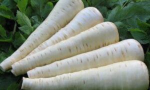 Palace Parsnip (Not Treated)