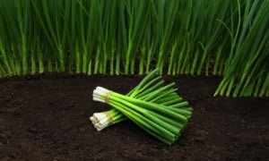 Parade Bunching Onion (Organic)