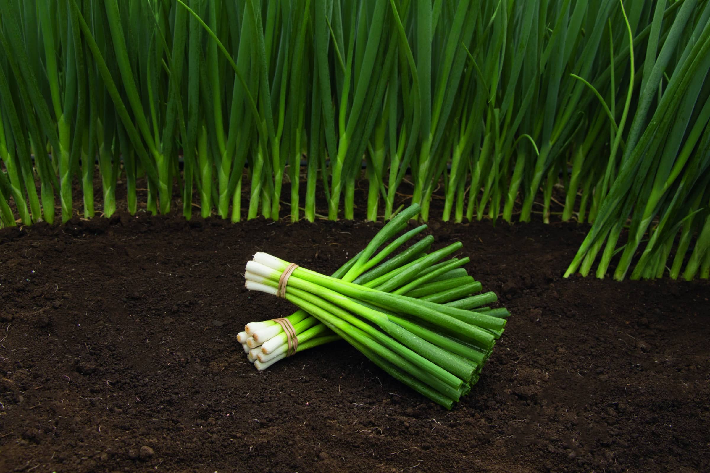 Parade Bunching Onion (Organic)