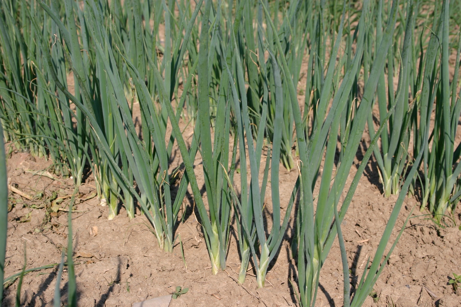 Parade Bunching Onion (Organic) - Image 2