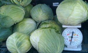 Passat (Treated Seed)