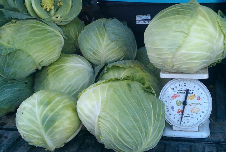 Passat Cabbage (Organic)