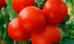 Patio Tomato (Treated Seed)