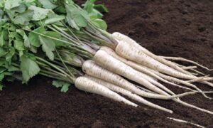 Pearl Parsnip (Primed)