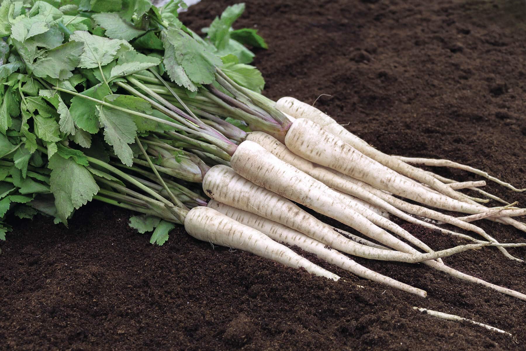 Pearl Parsnip (Primed)