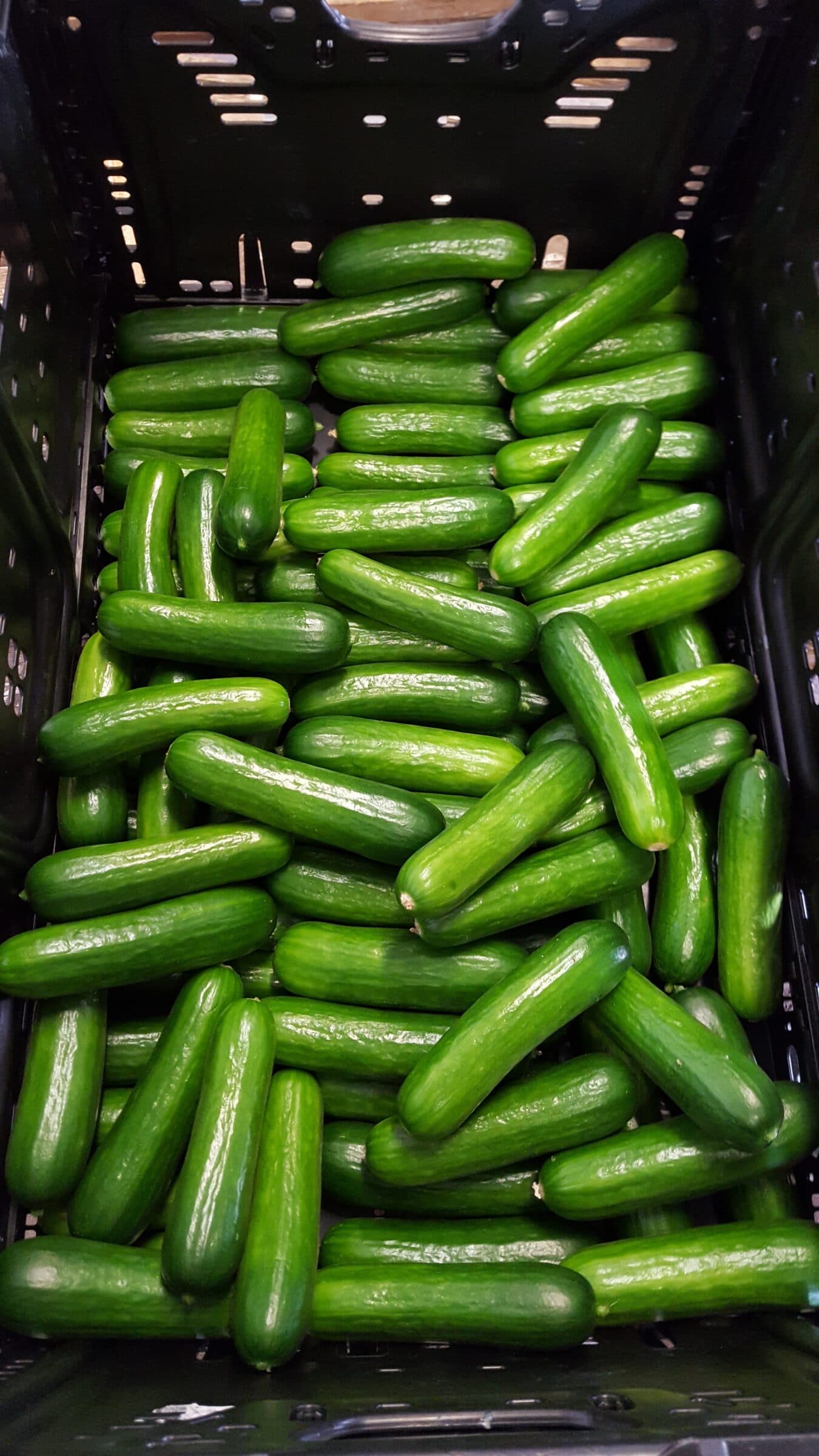 Picolino Cucumber (Organic) - Image 2