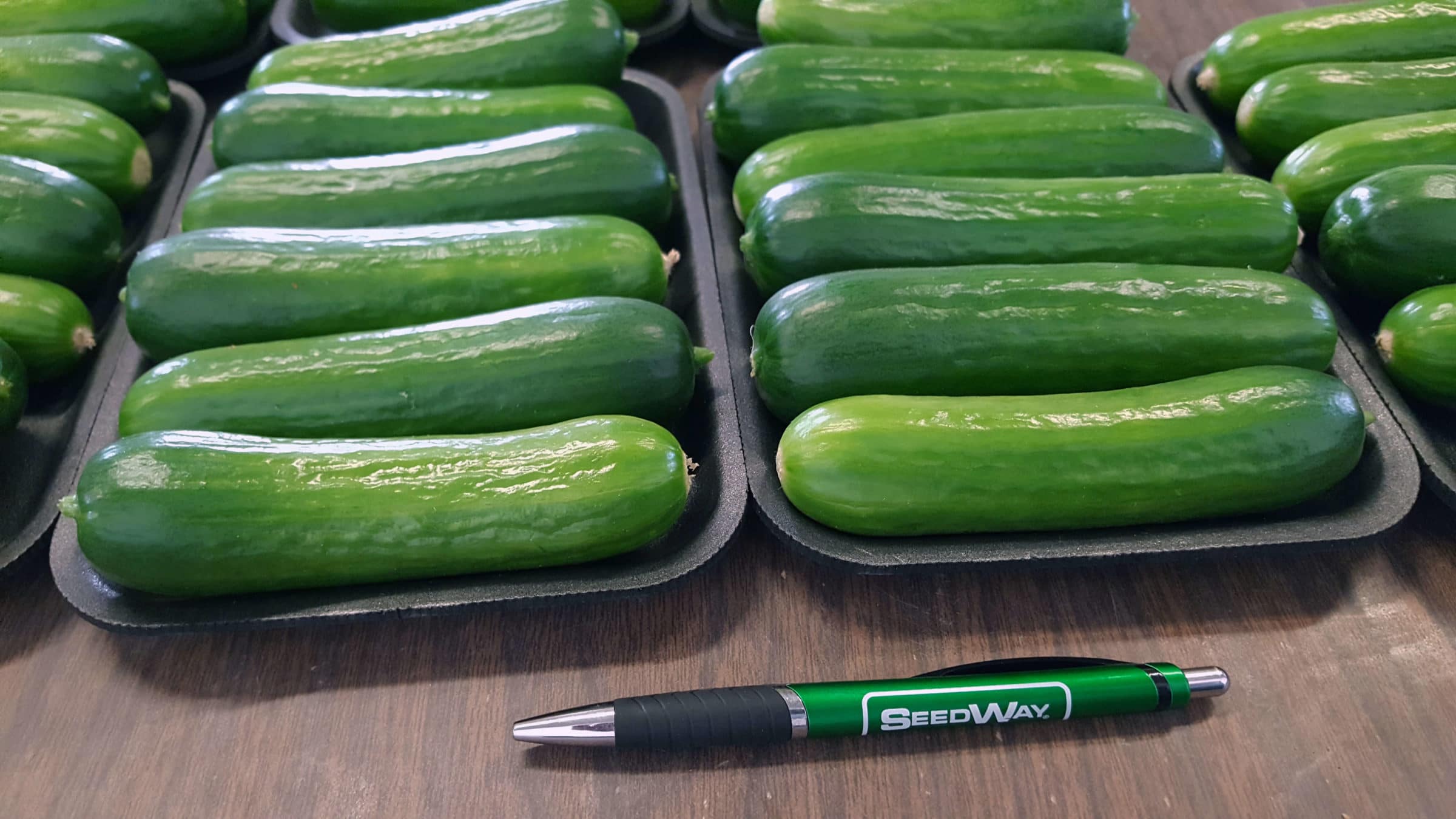 Picolino Cucumber (Organic)