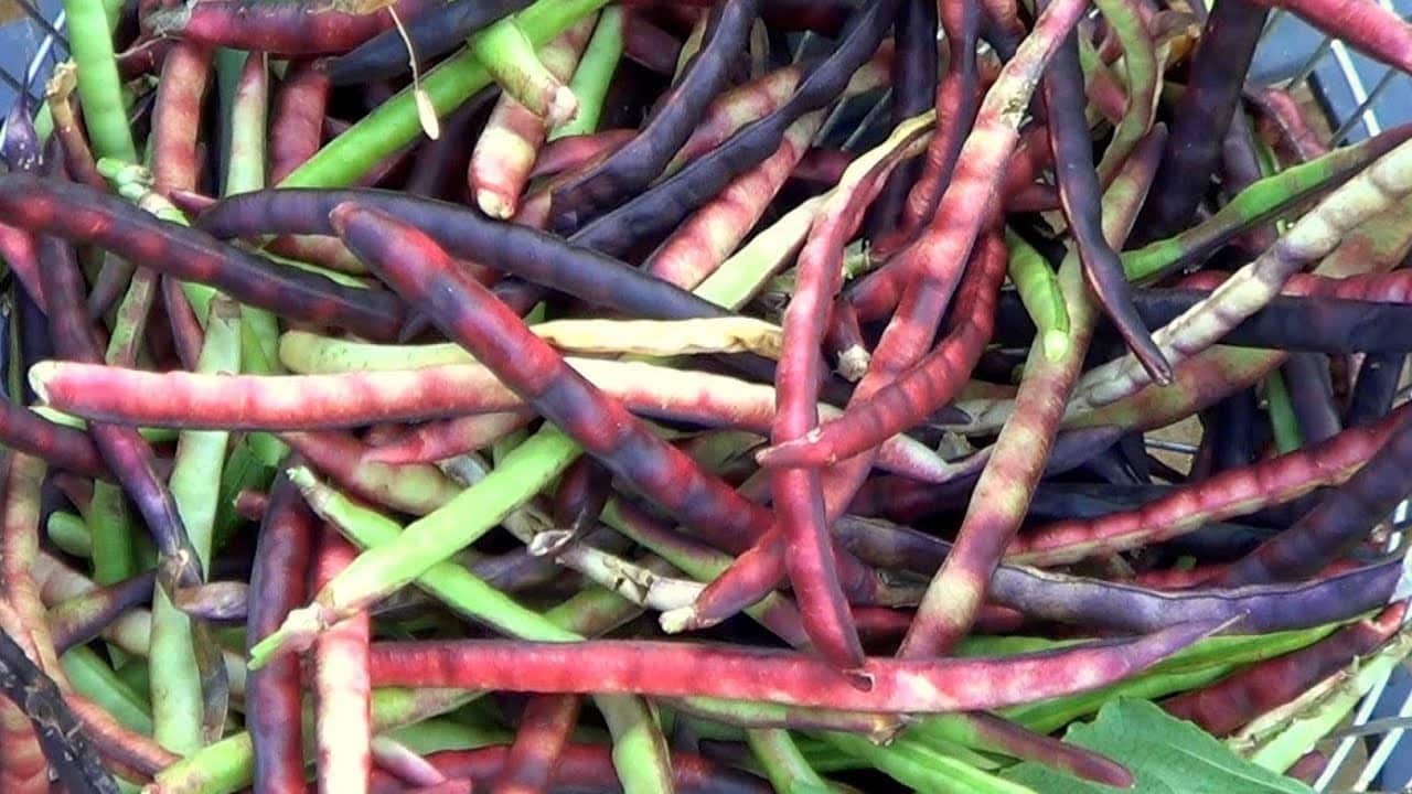 Pinkeye Purple Hull BVR Cowpea (Not Treated)