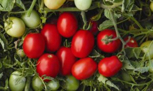 Pony Express Tomato (Not Treated)