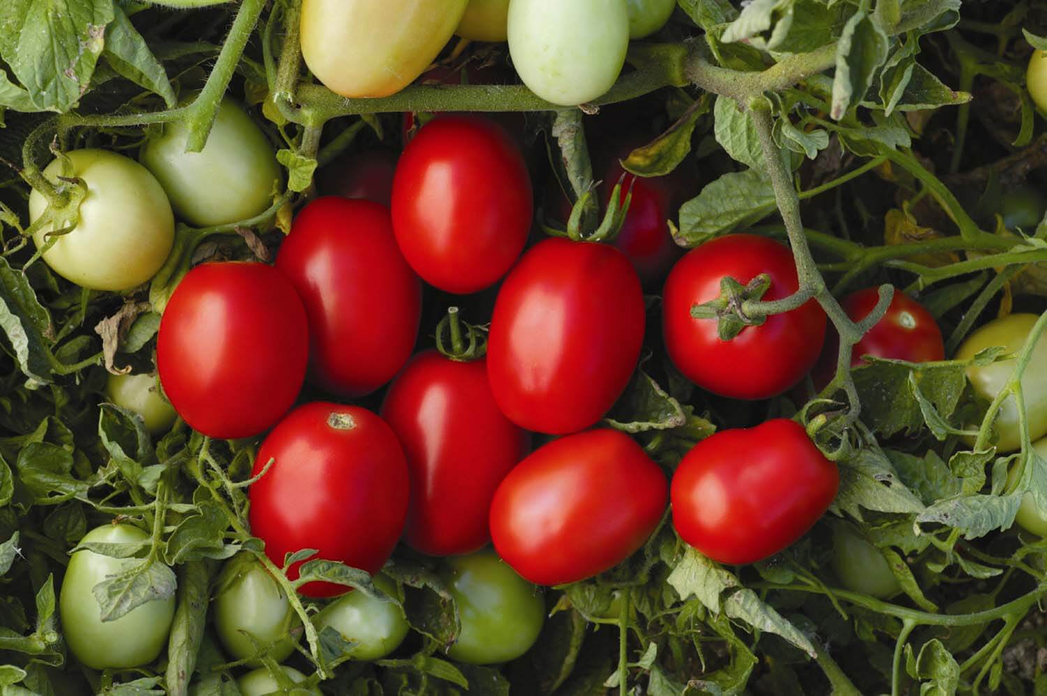 Pony Express Tomato (Not Treated)