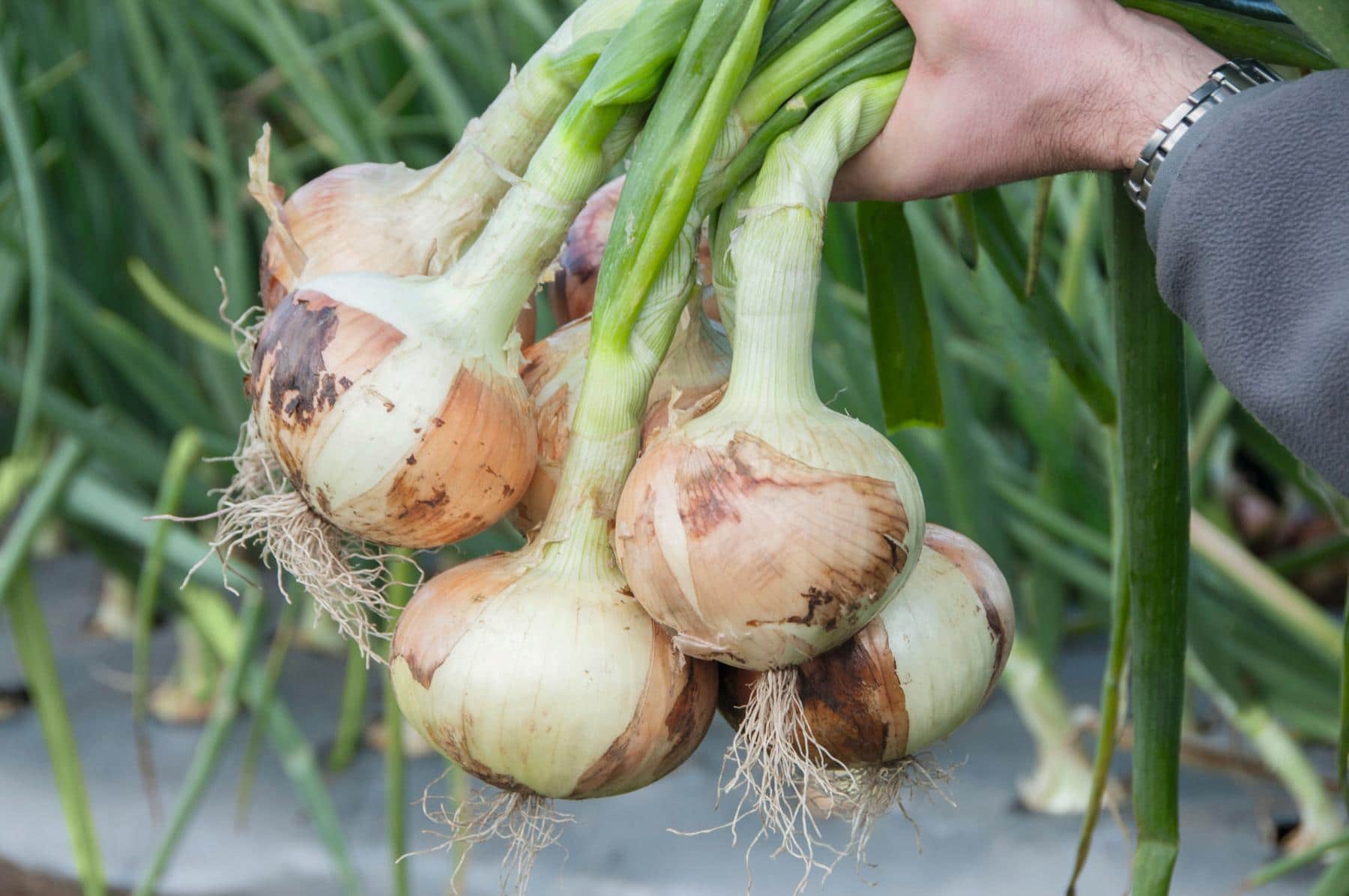 Pirate Onion (Treated Seed)