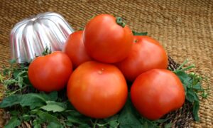 Primo Red Tomato (Not Treated)