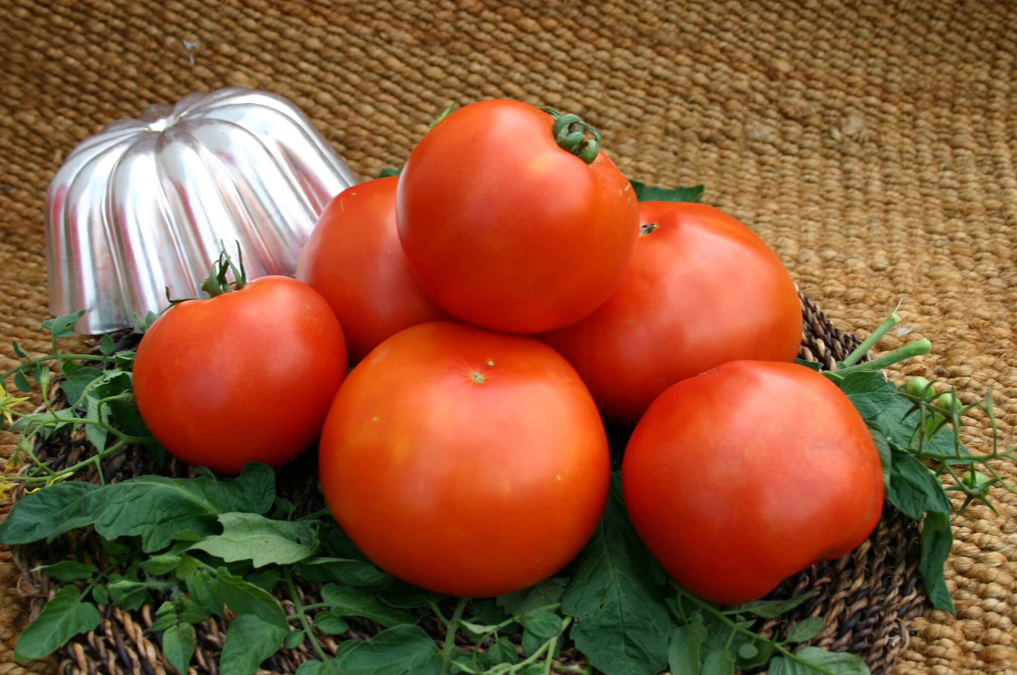 Primo Red Tomato (Not Treated)