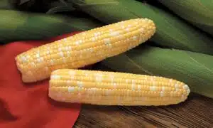 Primus Sweet Corn (Cruiser Treated)