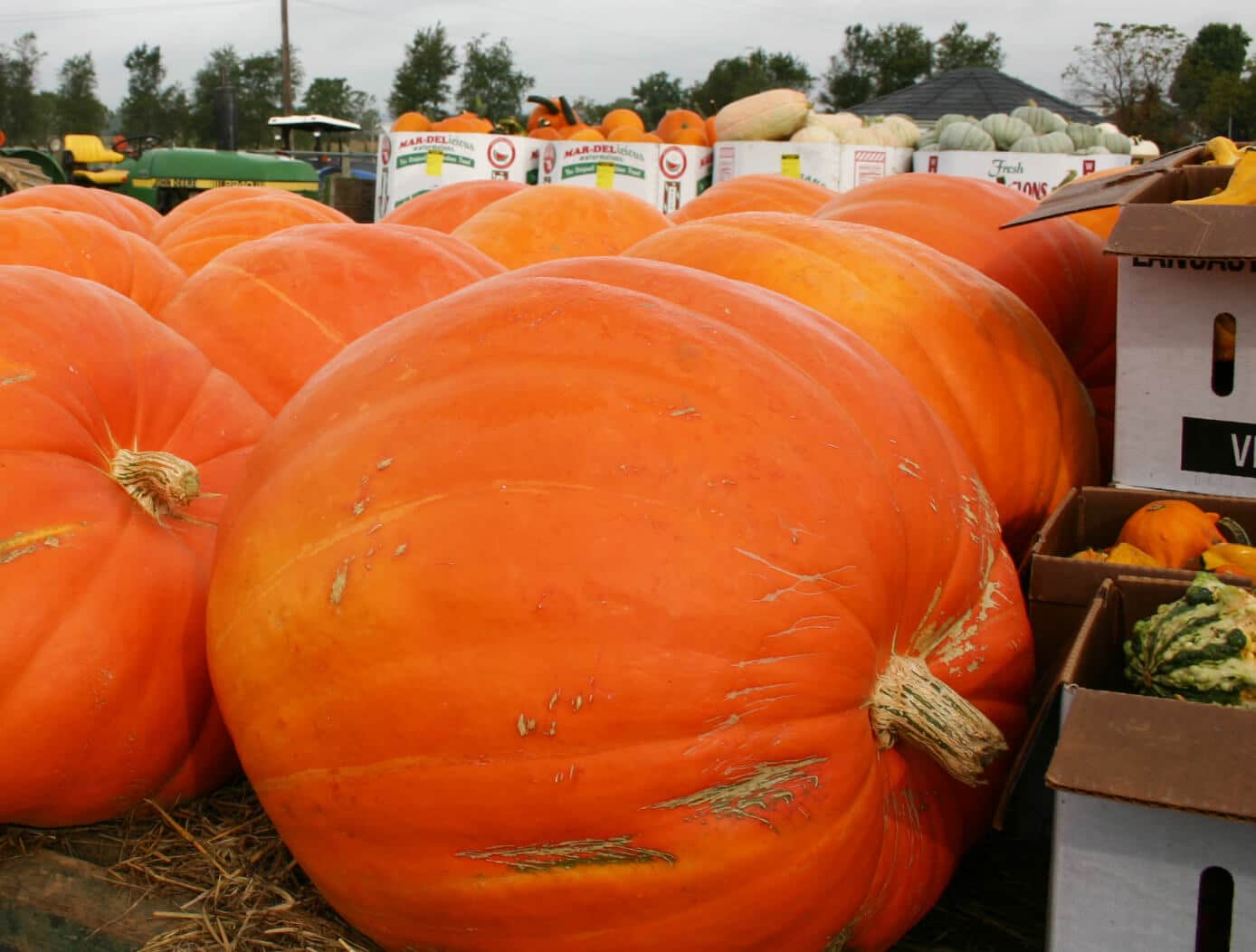 Prizewinner Pumpkin Seed (Farmore)