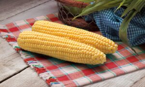 Protector Sweet Corn (Attribute II) (Cruiser Treated)