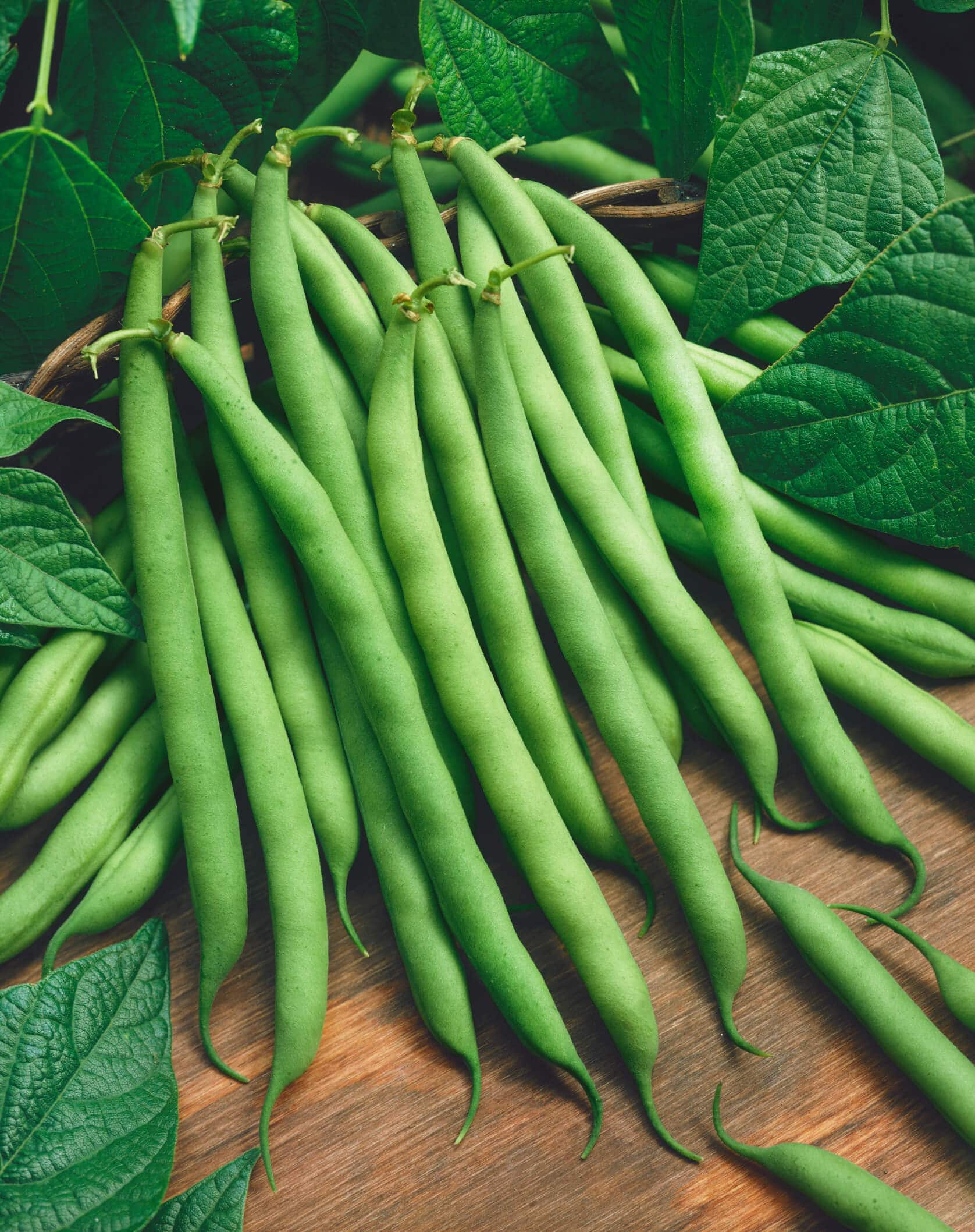 Provider Green Pod Bush Bean (Treated Seed)