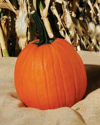 Howden Pumpkin (Treated Seed)