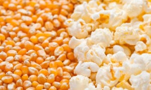 Purdue 410 Popcorn (Treated Seed)