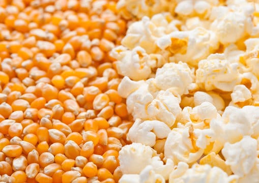 Purdue 410 Popcorn (Treated Seed)