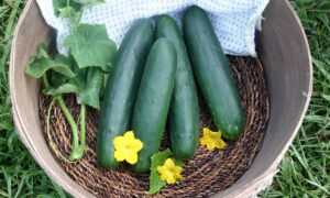 Python Cucumber (Farmore Treated)