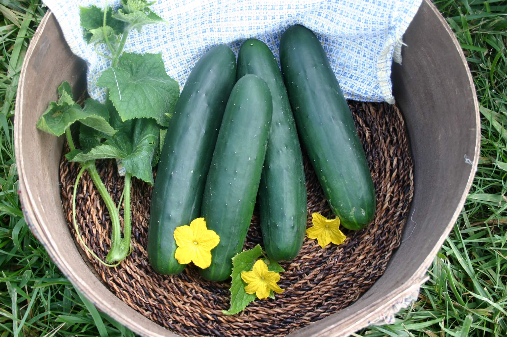 Python Cucumber (Farmore Treated)